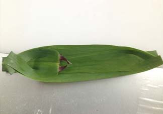 蘆葦葉怎么保存？蘆葦葉可以放冰箱嗎？