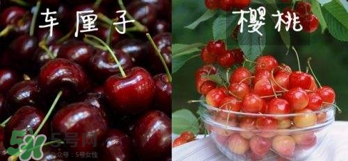 櫻桃和車(chē)?yán)遄佑惺裁磪^(qū)別？櫻桃和車(chē)?yán)遄幽膫€(gè)貴？