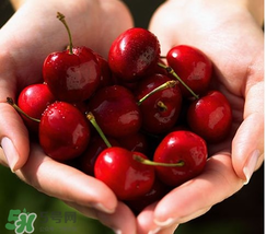 櫻桃是熱性還是涼性？櫻桃能多吃嗎？