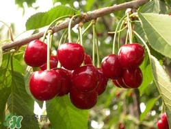 櫻桃是熱性還是涼性？櫻桃能多吃嗎？