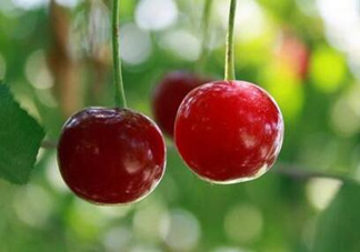 哺乳期能吃櫻桃嗎？哺乳期吃櫻桃寶寶會上火嗎？