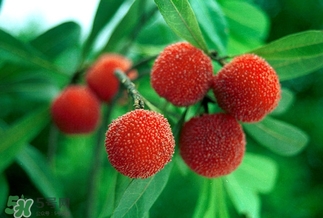 孕婦吃楊梅有什么好處？孕婦夢(mèng)見吃楊梅是什么意思？