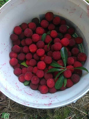 楊梅罐頭孕婦可以吃嗎？楊梅罐頭可以放多久？