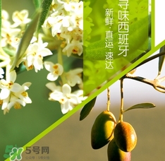 橄欖油可以去黑頭嗎？橄欖油怎么去黑頭？