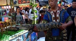 鱷魚(yú)肉價(jià)格多少錢(qián)一斤？吃鱷魚(yú)犯法嗎？
