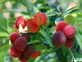 孕婦吃楊梅有什么好處？孕婦夢(mèng)見吃楊梅是什么意思？