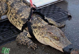 鱷魚的眼淚是什么意思？鱷魚為什么會留眼淚