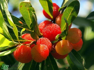 楊梅汁怎么洗干凈？衣服上的楊梅汁怎么洗？