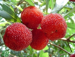 楊梅吃多了會上火嗎？楊梅吃多了會胖嗎？