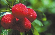 楊梅怎么吃好吃？楊梅怎么吃不酸？