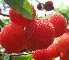 楊梅怎么吃好吃？楊梅怎么吃不酸？