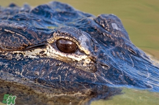 鱷魚的眼淚是什么意思？鱷魚為什么會留眼淚