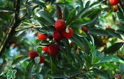 楊梅怎么吃好吃？楊梅怎么吃不酸？