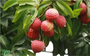 荔枝孕婦可以吃嗎？孕婦吃荔枝會流產(chǎn)嗎？