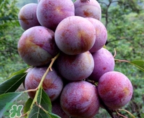 三華李是寒性還是熱性水果？三華李是涼性水果嗎