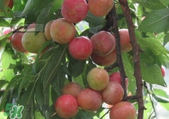 信宜三華李種植時間 錢排三華李種植時間 信宜三華李種植時間 錢排三華李種植時間