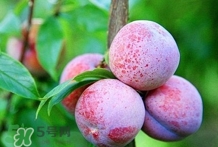 吃雙華李上火嗎？雙華李的功效與作用