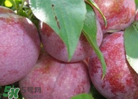 雙華李怎么吃不酸？雙華李不能和什么一起吃？