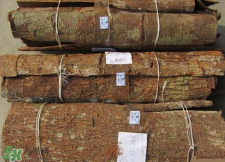 安哥拉樹(shù)皮能天天吃嗎？安哥拉樹(shù)皮天天吃可以嗎？