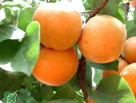 杏子不能和什么一起吃？杏子和什么不能同吃？