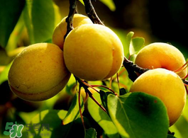 杏子不能和什么一起吃？杏子和什么不能同吃？