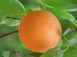 杏子不能和什么一起吃？杏子和什么不能同吃？