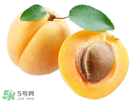 杏子幾月成熟？杏子什么時候成熟？