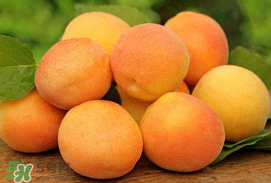 杏子一天吃幾個(gè)？杏子一次可以吃多少？