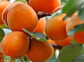 杏子一天吃幾個(gè)？杏子一次可以吃多少？