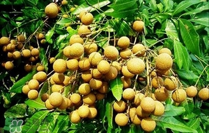 龍眼能放多久？龍眼能空腹吃嗎？