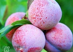 三華李可以放多久？三華李可以冷藏嗎？