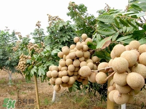 龍眼是熱性還是涼性？龍眼能多吃嗎？