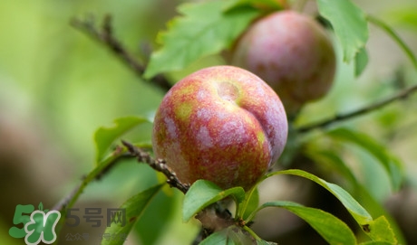 雙華李孕婦可以吃嗎？孕婦能吃雙華李嗎