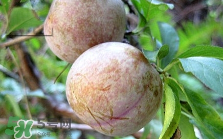 雙華李有什么營(yíng)養(yǎng)？雙華李的營(yíng)養(yǎng)價(jià)值