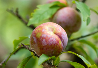 雙華李孕婦可以吃嗎？孕婦能吃雙華李嗎