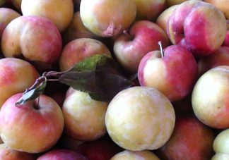 南華李什么時候成熟？南華李和三華李的區(qū)別