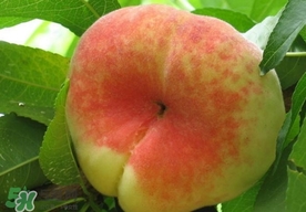 盤桃是蟠桃嗎？盤桃和蟠桃一樣嗎