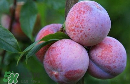 2017錢排三華李價格 三華李市場價格 2017錢排三華李價格 三華李市場價格