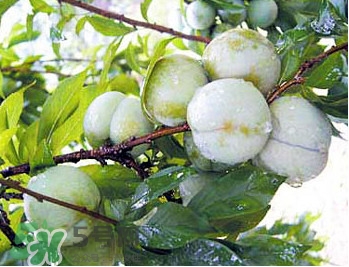 南華李什么時候成熟？南華李和三華李的區(qū)別