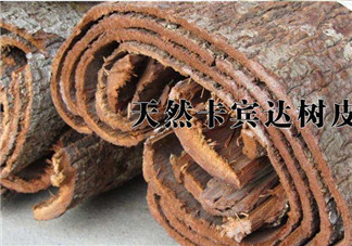 安哥拉樹(shù)皮能天天吃嗎？安哥拉樹(shù)皮天天吃可以嗎？