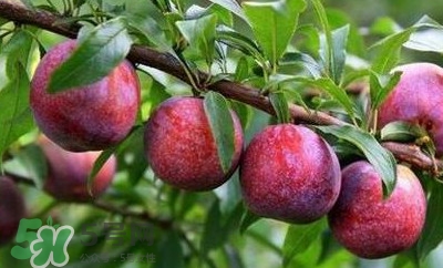 雙華李孕婦可以吃嗎？孕婦能吃雙華李嗎