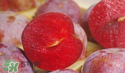 信宜三華李種植時間 錢排三華李種植時間 信宜三華李種植時間 錢排三華李種植時間