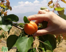 吃完杏子能喝牛奶嗎？杏子和牛奶能一起吃嗎？