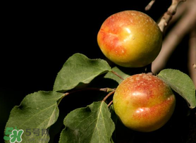 吃完杏子能喝牛奶嗎？杏子和牛奶能一起吃嗎？