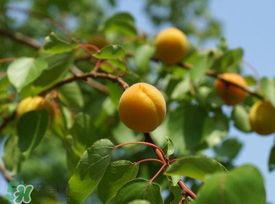 杏子可以和芒果一起吃嗎？吃完杏子可以吃芒果嗎？