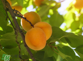 杏和酸奶能一起吃嗎？杏能和酸奶一起吃嗎？