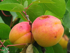 杏和酸奶能一起吃嗎？杏能和酸奶一起吃嗎？