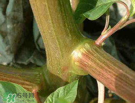 莧菜桿能吃嗎？莧菜桿子可以吃嗎？