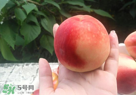 毛桃怎么保存？毛桃可以放冰箱？