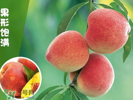 毛桃怎么清洗？毛桃怎么洗干凈？